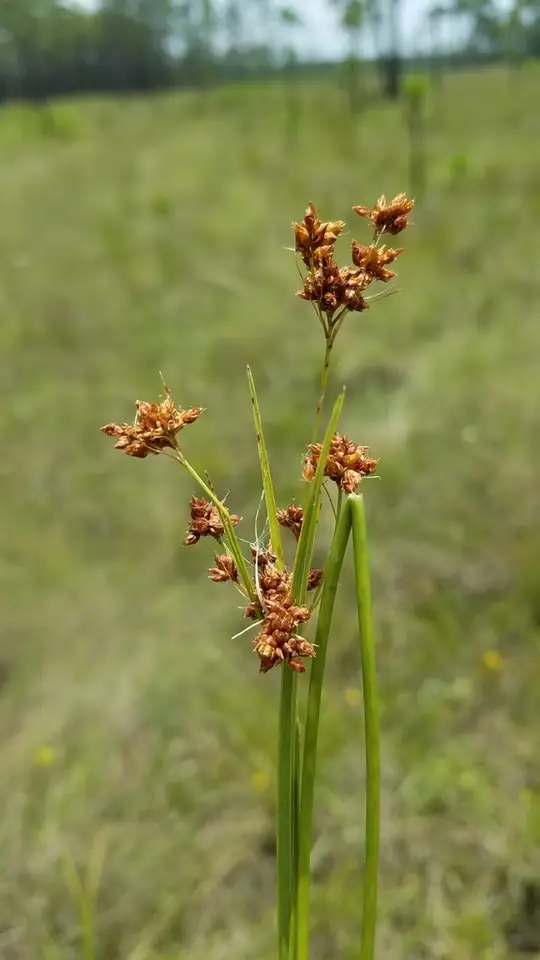 Flatfruit Beaksedge (Rhynchospora compressa)