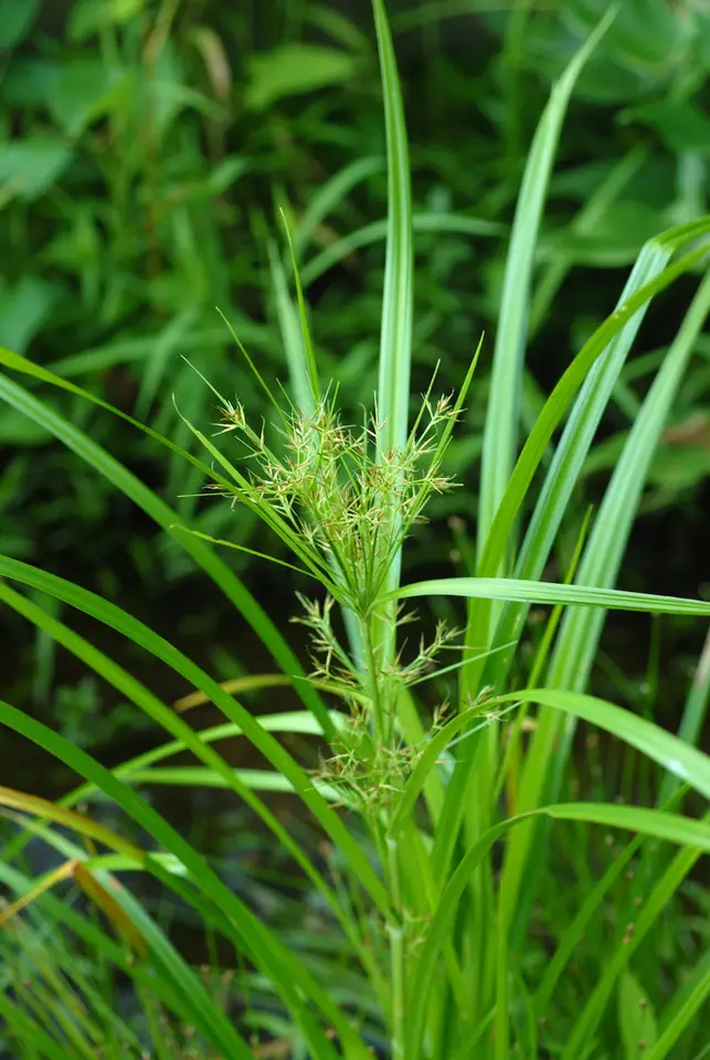 Short-Bristled Horned Beaksedge (Rhynchospora corniculata)