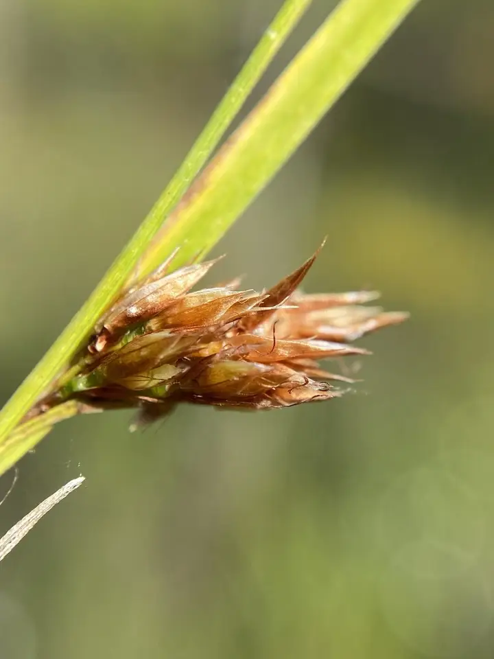 Mosquito Beaksedge (Rhynchospora crinipes)