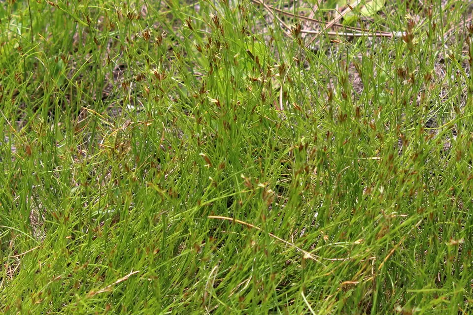 Curtiss' Beaksedge (Rhynchospora curtissii)