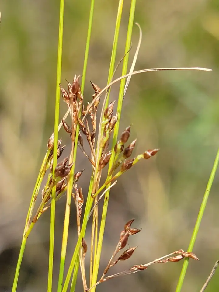 Spreading Beaksedge (Rhynchospora divergens)