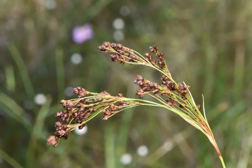Elliott's Beaksedge (Rhynchospora elliottii)