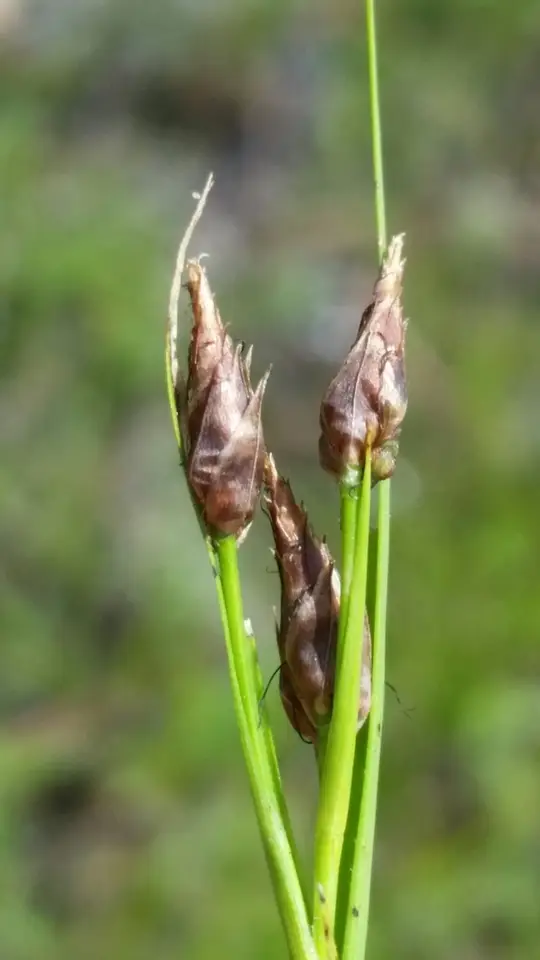 Florida Beaksedge (Rhynchospora eximia)