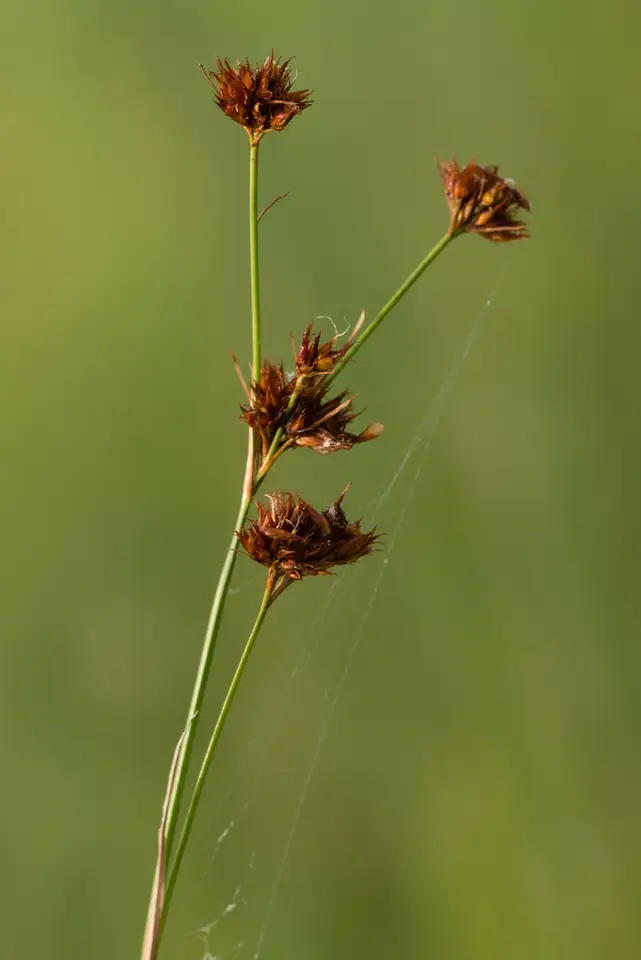 Fascicled Beaksedge (Rhynchospora fascicularis)
