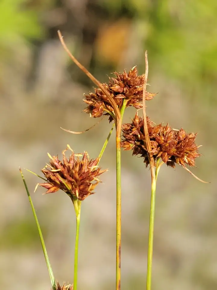 Fernald's Beaksedge (Rhynchospora fernaldii)