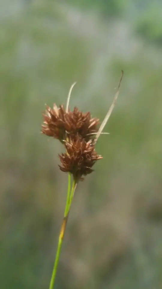 Threadleaf Beaksedge (Rhynchospora filifolia)