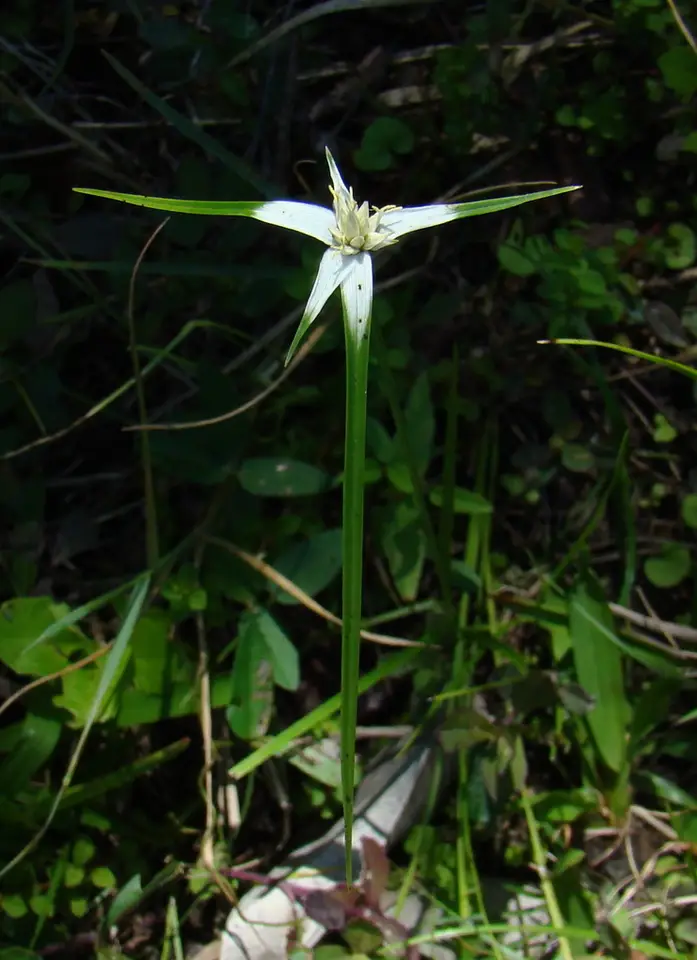Florida Whitetop (Rhynchospora floridensis)