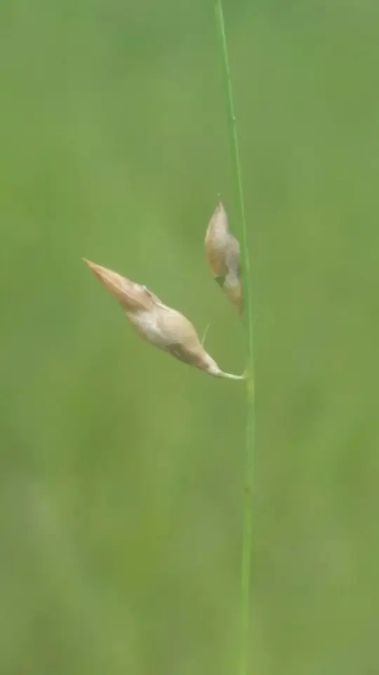 Shortbristle Beaksedge (Rhynchospora galeana)