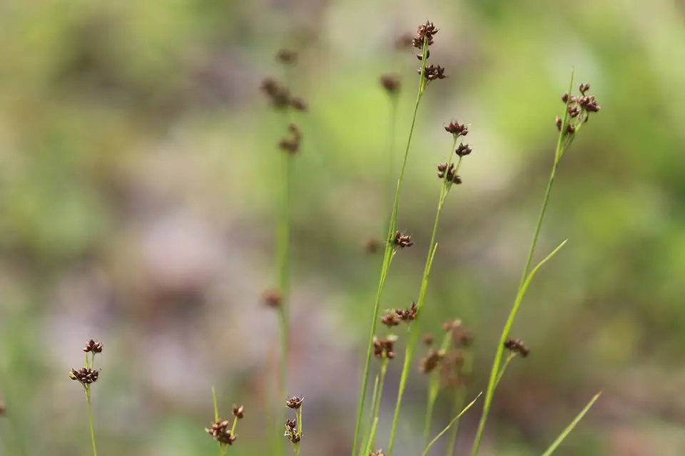 Globe Beaksedge (Rhynchospora globularis)