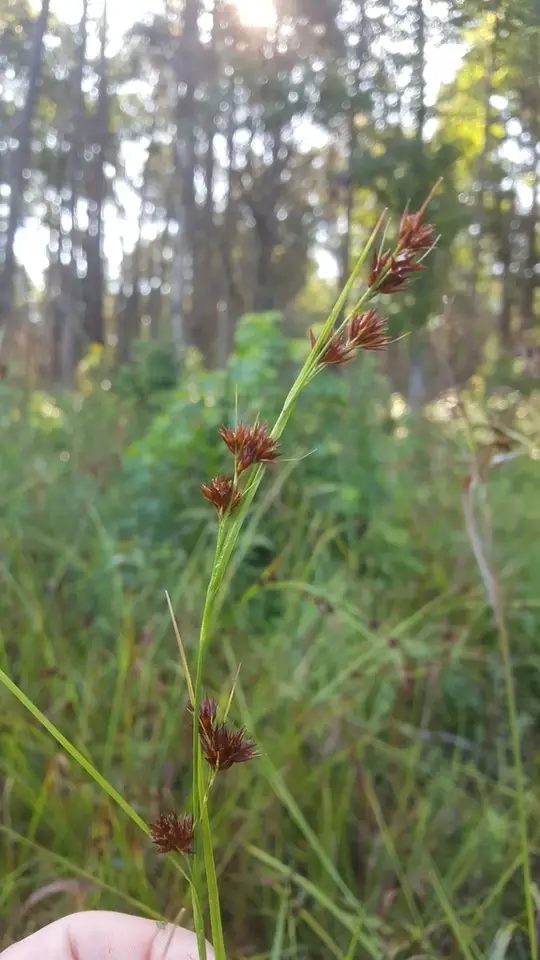 Clustered Beaksedge (Rhynchospora glomerata)