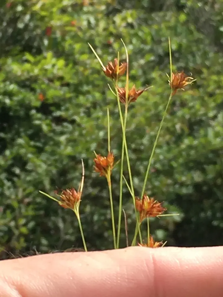 Slender Beaksedge (Rhynchospora gracilenta)
