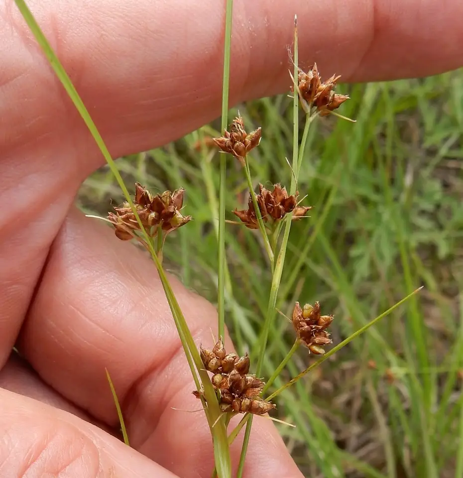 Harvey's Beaksedge (Rhynchospora harveyi)