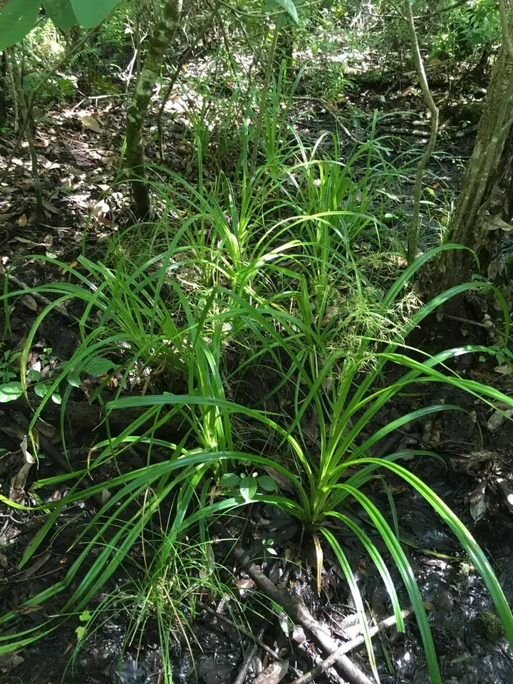 Narrowfruit Horned Beaksedge (Rhynchospora inundata)