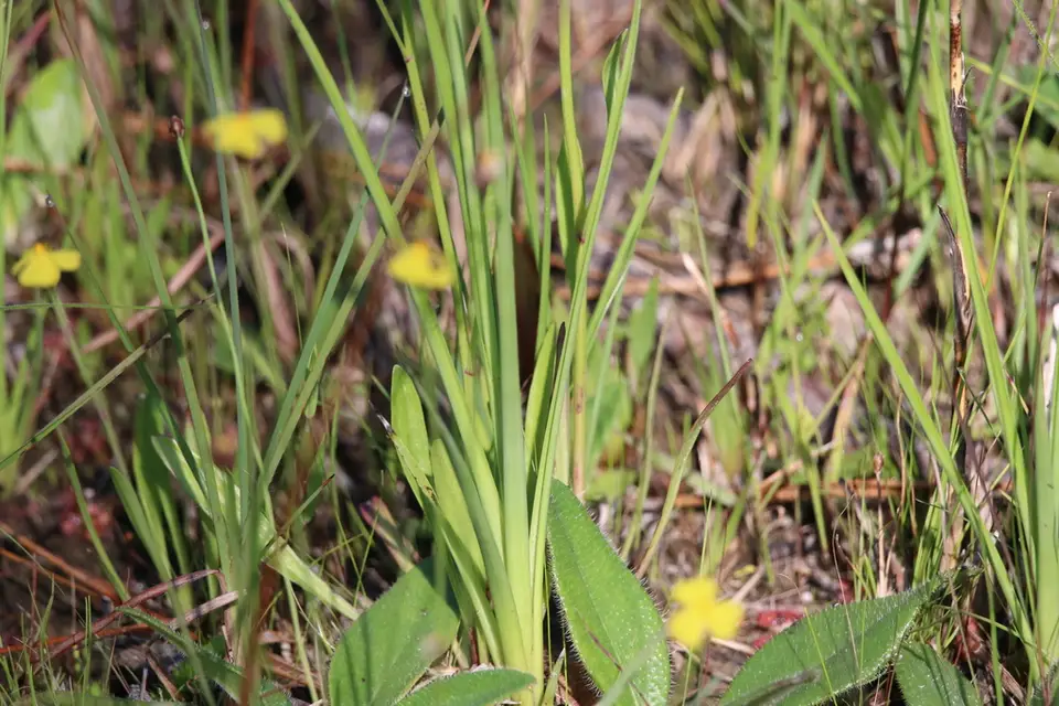 Sandswamp Whitetop Sedge (Rhynchospora latifolia)