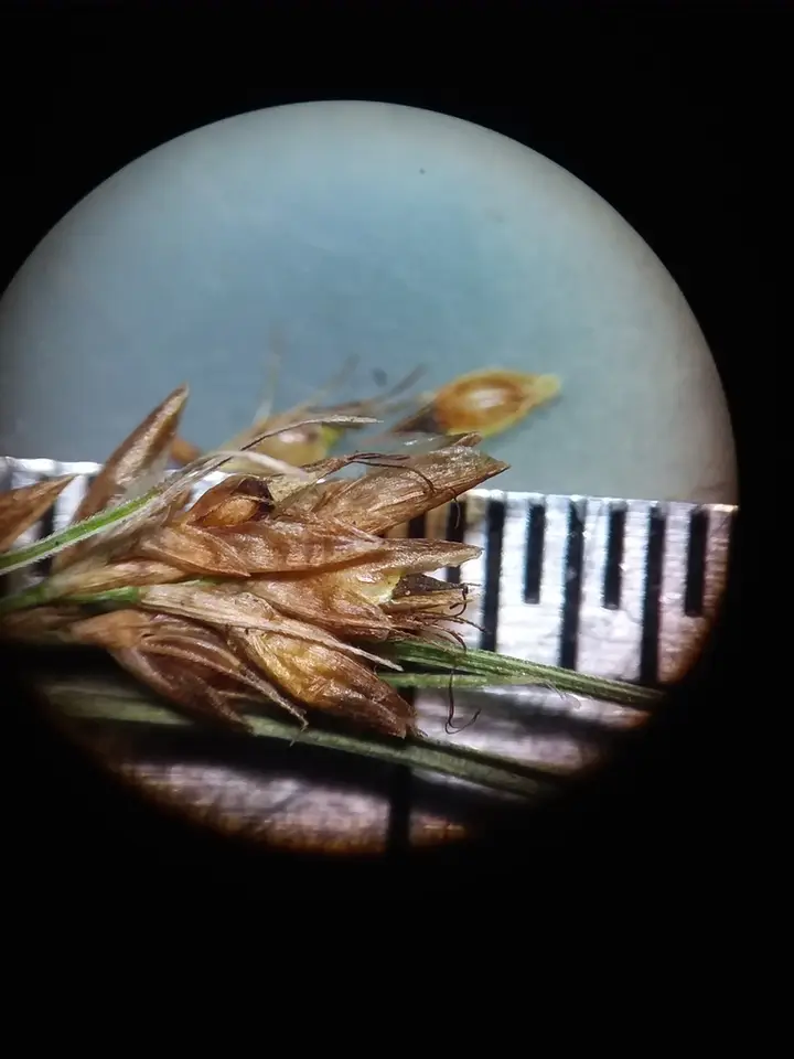 Brownish Beaksedge (Rhynchospora leptocarpa)