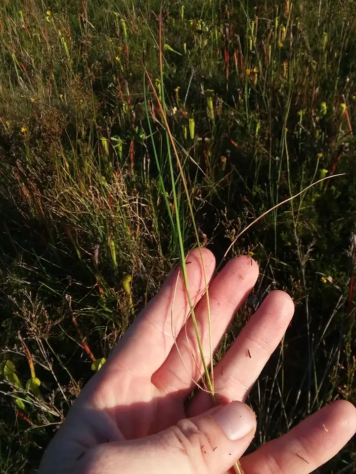 Large Beakrush (Rhynchospora macra)