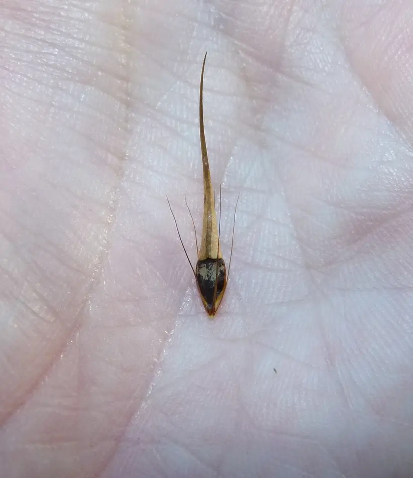 Tall Beakrush (Rhynchospora macrostachya)