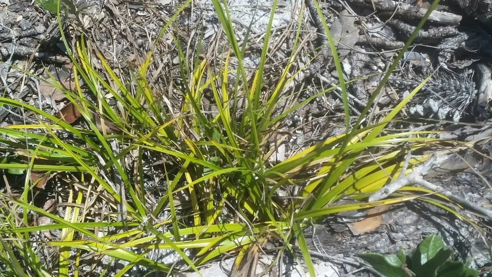 Sandyfield Beaksedge (Rhynchospora megalocarpa)