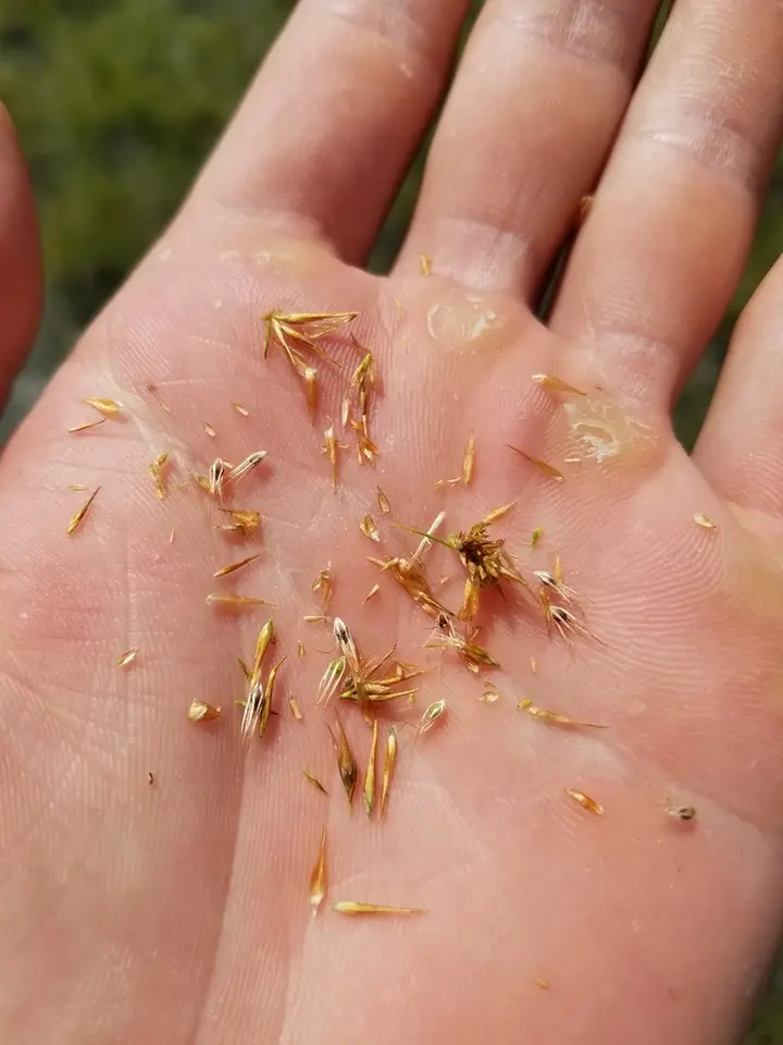 Longbristle Beaksedge (Rhynchospora megaplumosa)