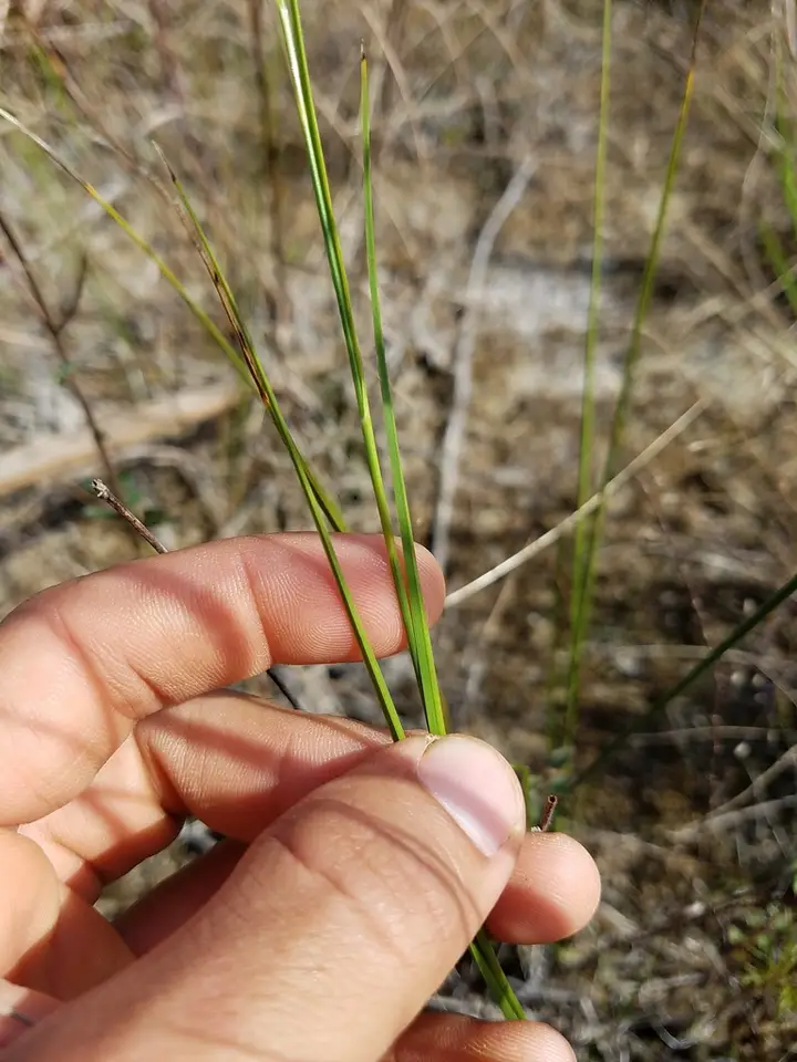 Southern Beaksedge (Rhynchospora microcarpa)