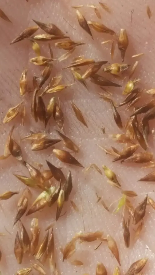 Bunched Beaksedge (Rhynchospora microcephala)