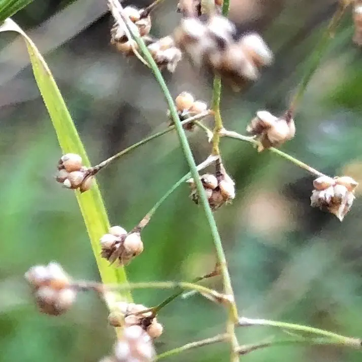 Millet Beaksedge (Rhynchospora miliacea)
