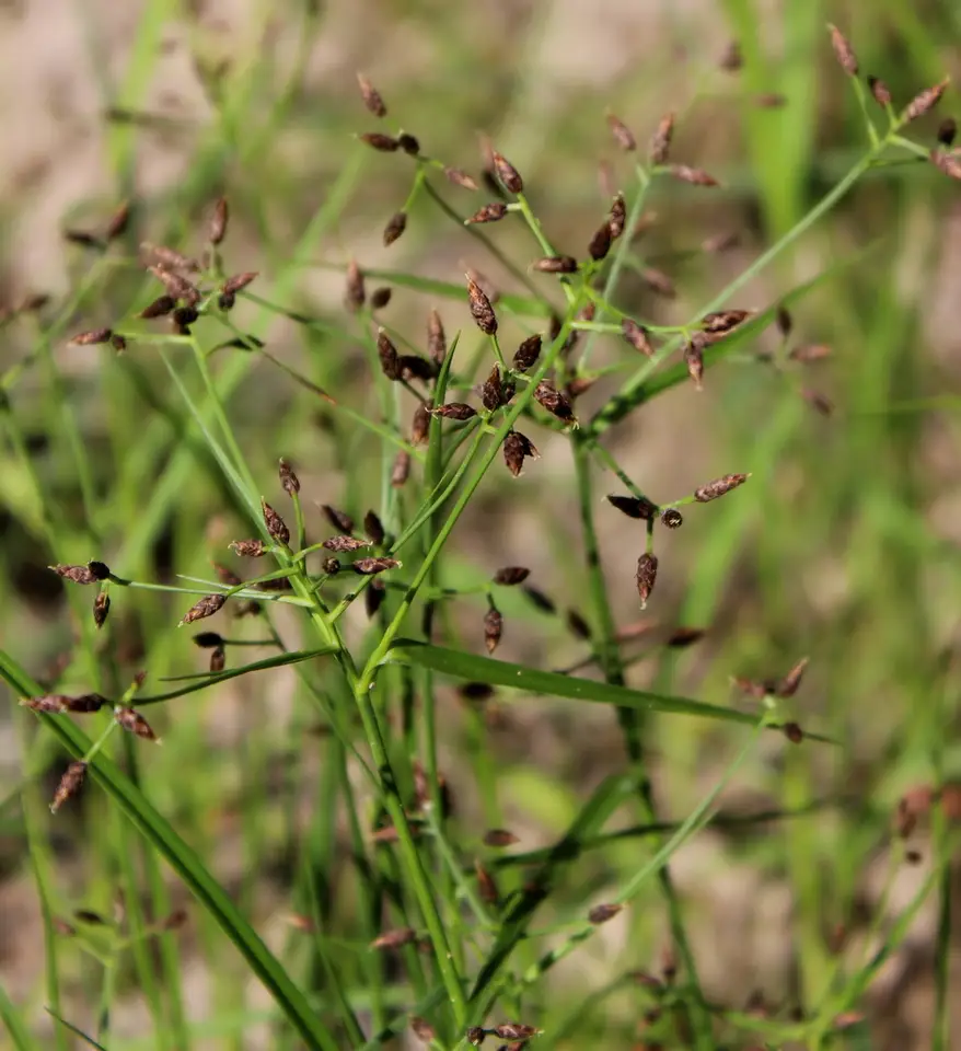 Shortbeak Beaksedge (Rhynchospora nitens)