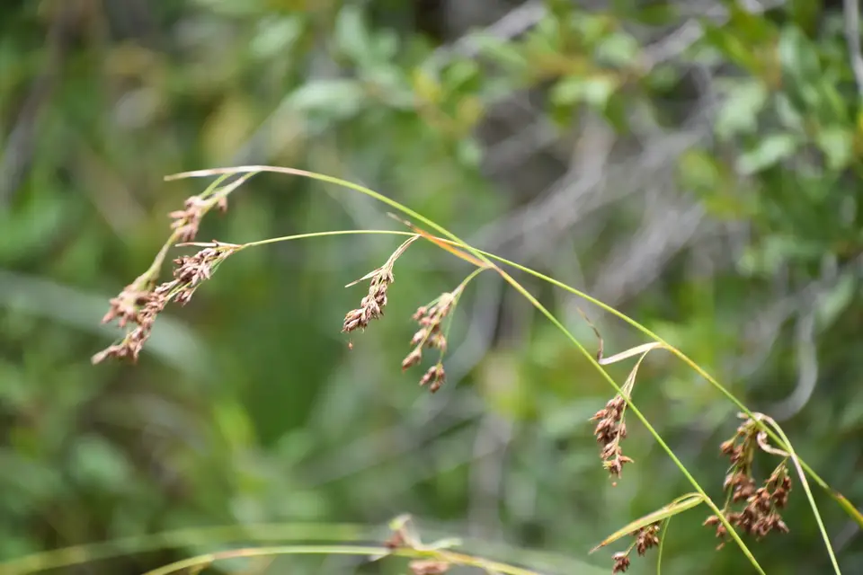 Fragrant Beaksedge (Rhynchospora odorata)