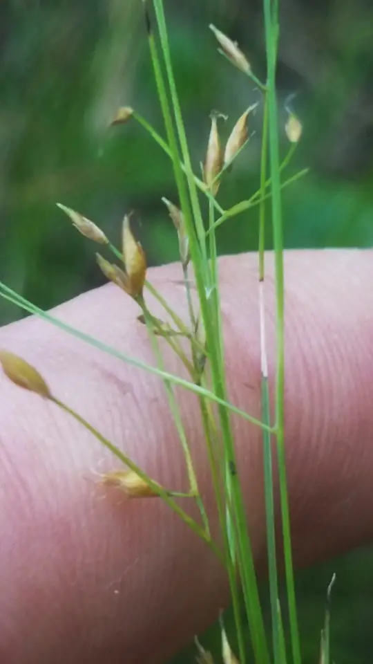 Featherbristle Beaksedge (Rhynchospora oligantha)