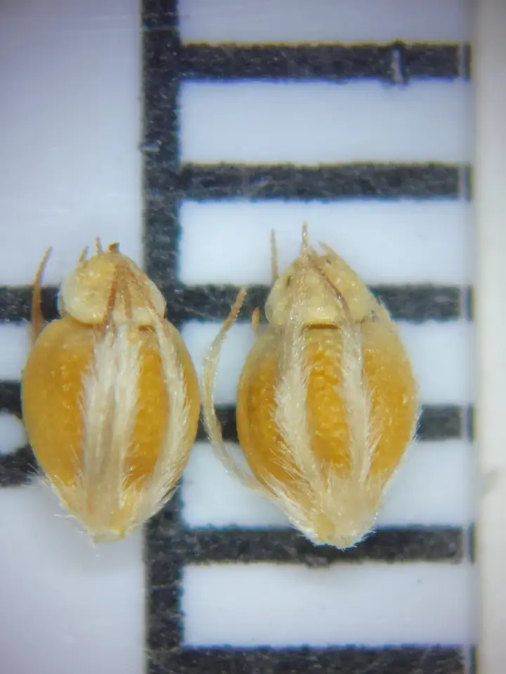 Pine Barren Beaksedge (Rhynchospora pineticola)