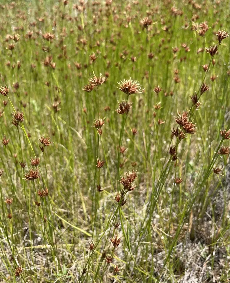 Coastal Beaksedge (Rhynchospora pleiantha)