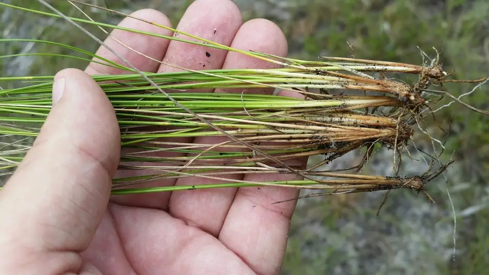 Plumed Beaksedge (Rhynchospora plumosa)