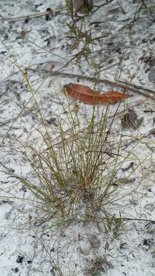 Fairy Beaksedge (Rhynchospora pusilla)