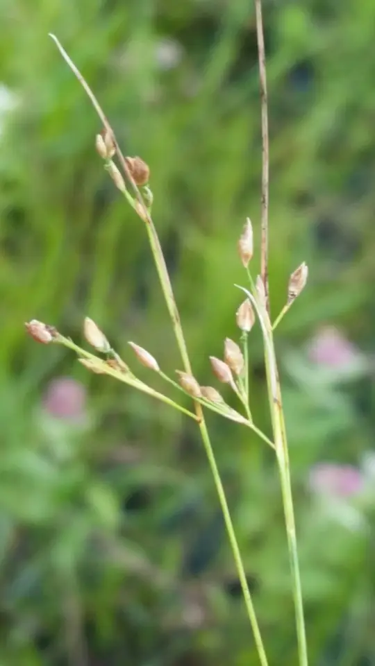 Fewflower Beaksedge (Rhynchospora rariflora)