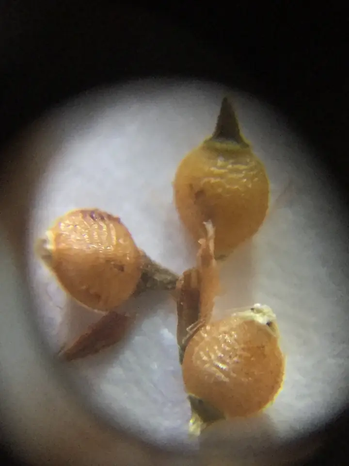 Cymose Beaksedge (Rhynchospora recognita)