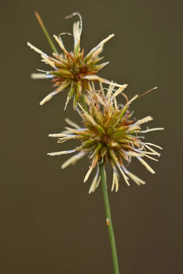 Tracy's Beaksedge (Rhynchospora tracyi)