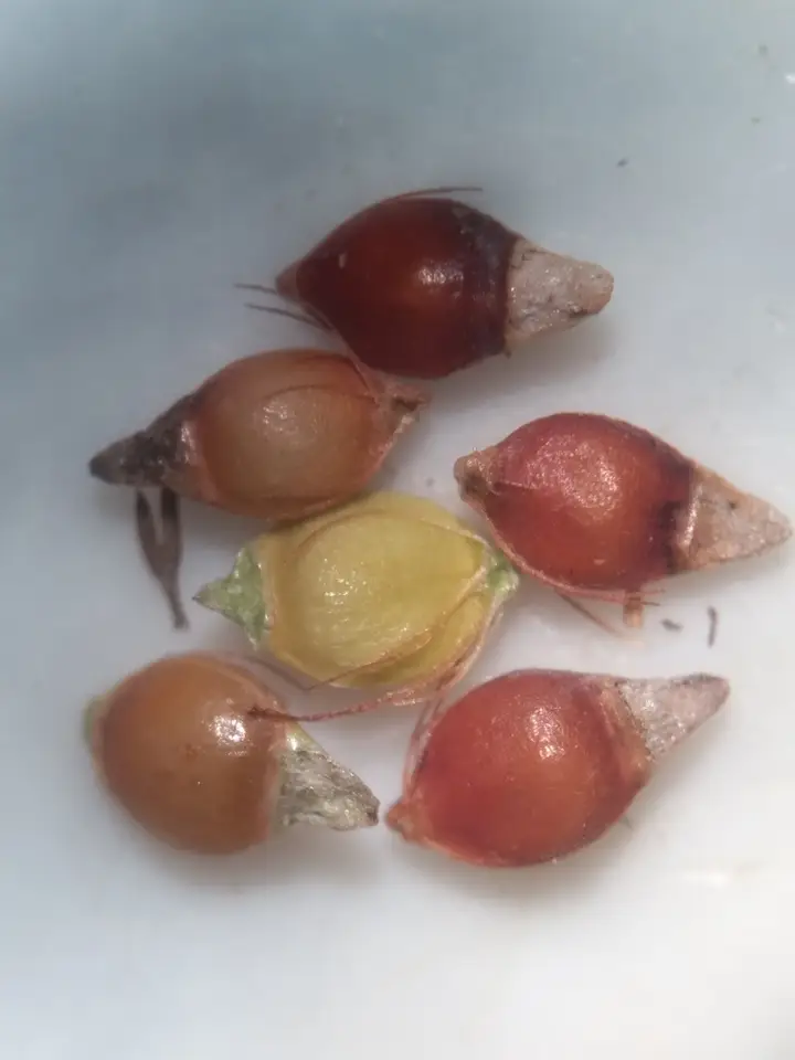 Wright's Beaksedge (Rhynchospora wrightiana)