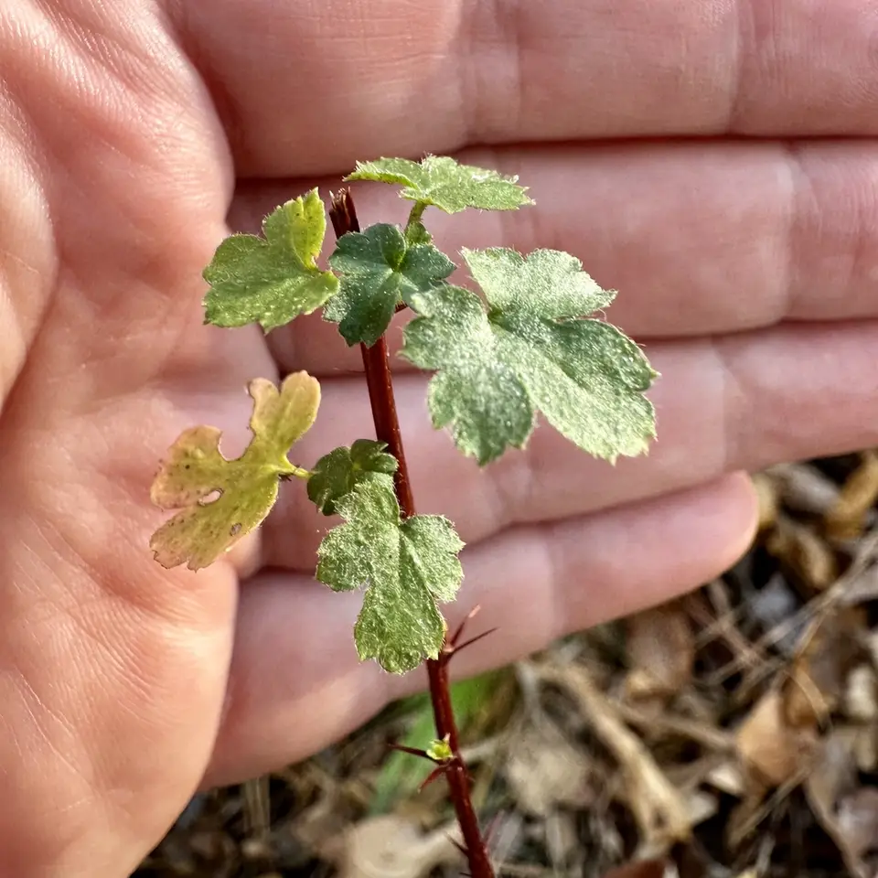 Granite Gooseberry (Ribes curvatum)