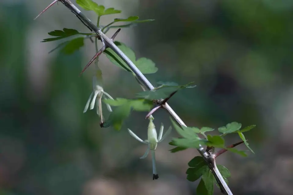 Miccosukee Gooseberry (Ribes echinellum)