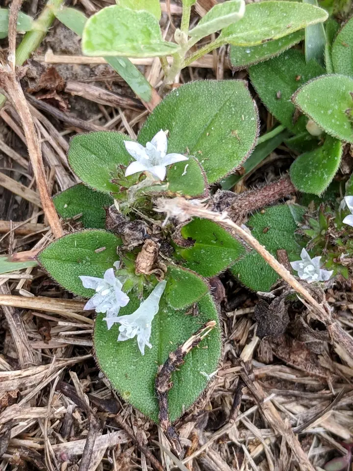 Tropical Mexican Clover (Richardia brasiliensis)