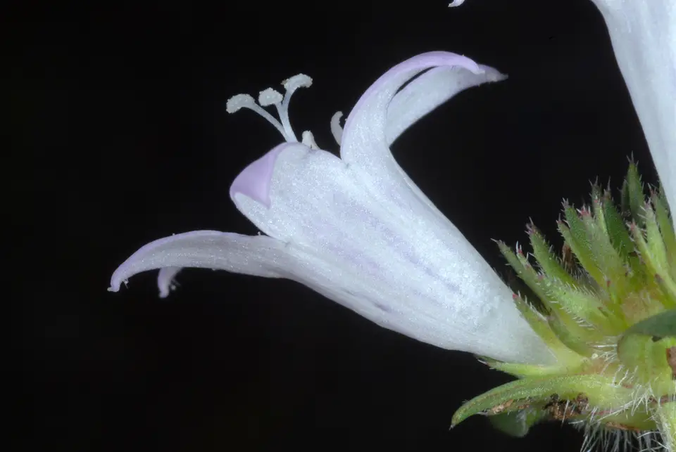 Largeflower Pusley (Richardia grandiflora)