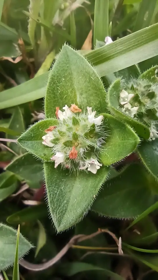 South American Mexican Clover (Richardia humistrata)
