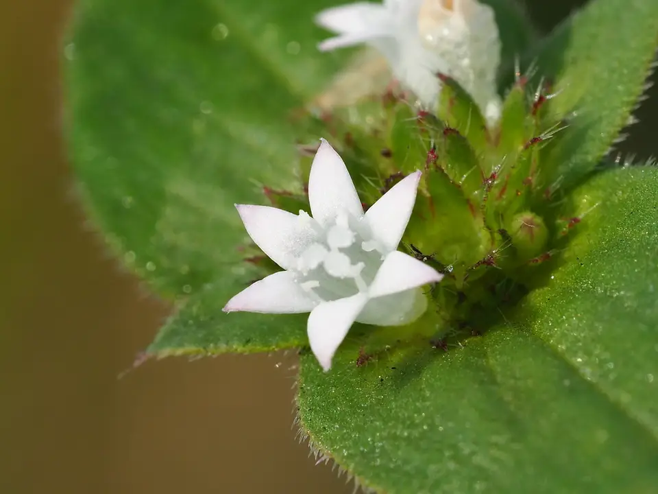 Florida Pusley (Richardia scabra)