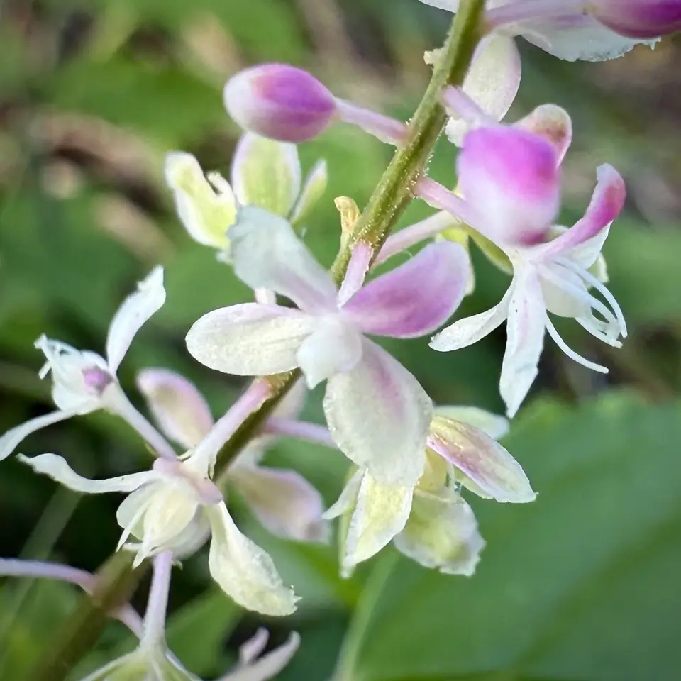 Pigeonberry (Rivina humilis)