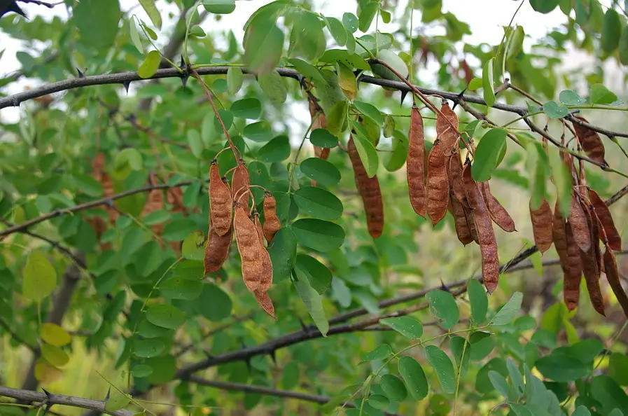 Black Locust (Robinia pseudoacacia)