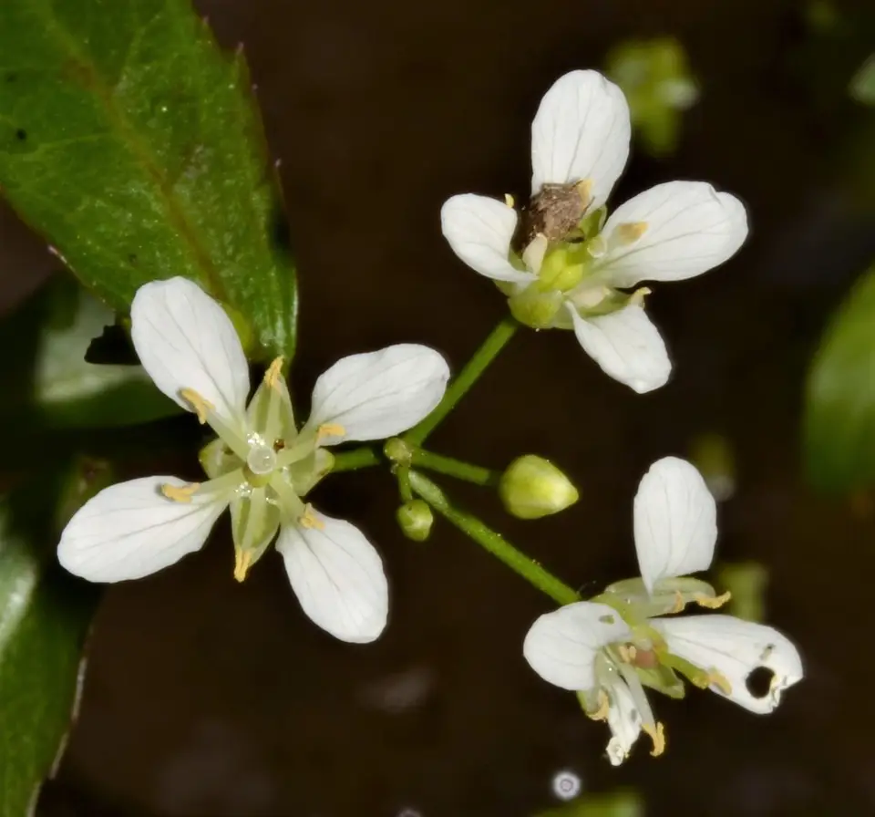 Lake-Cress (Rorippa aquatica)