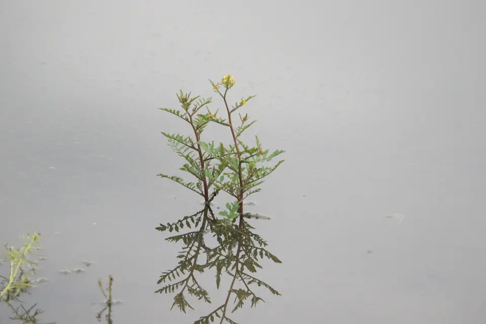 Bog Yellowcress (Rorippa palustris)
