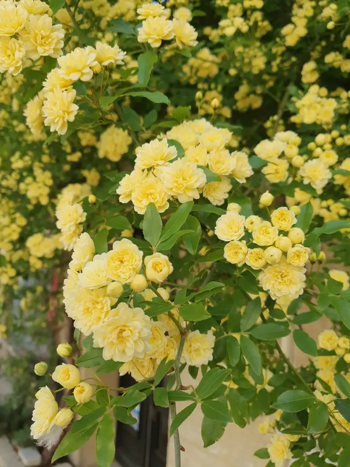 Lady Banks' Rose (Rosa banksiae)