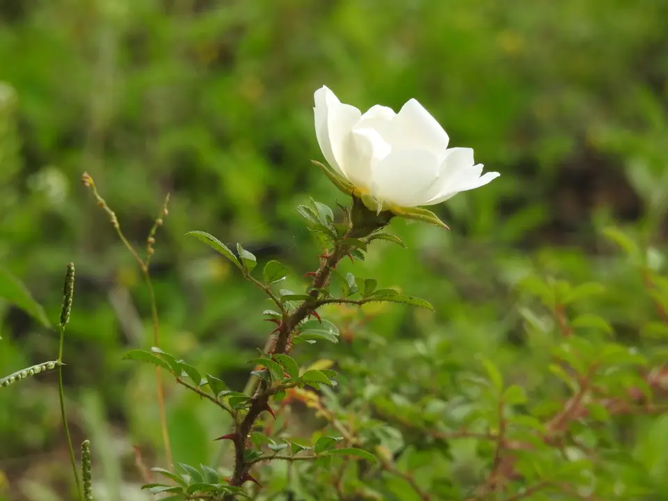 Macartney Rose (Rosa bracteata)