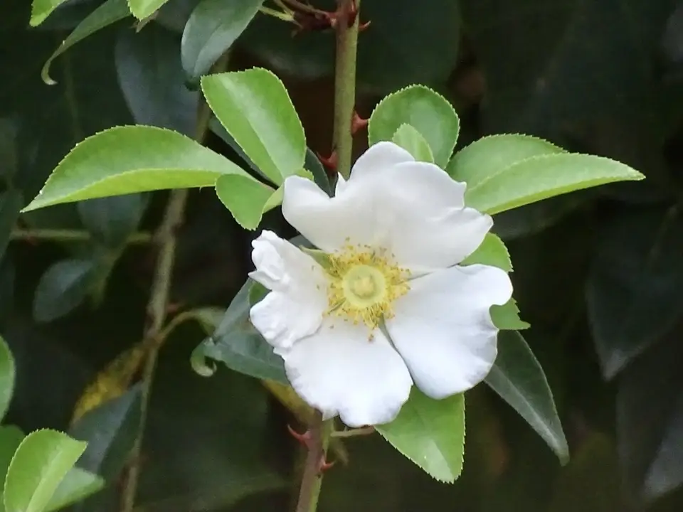 Three-Leaved Rose (Rosa laevigata)